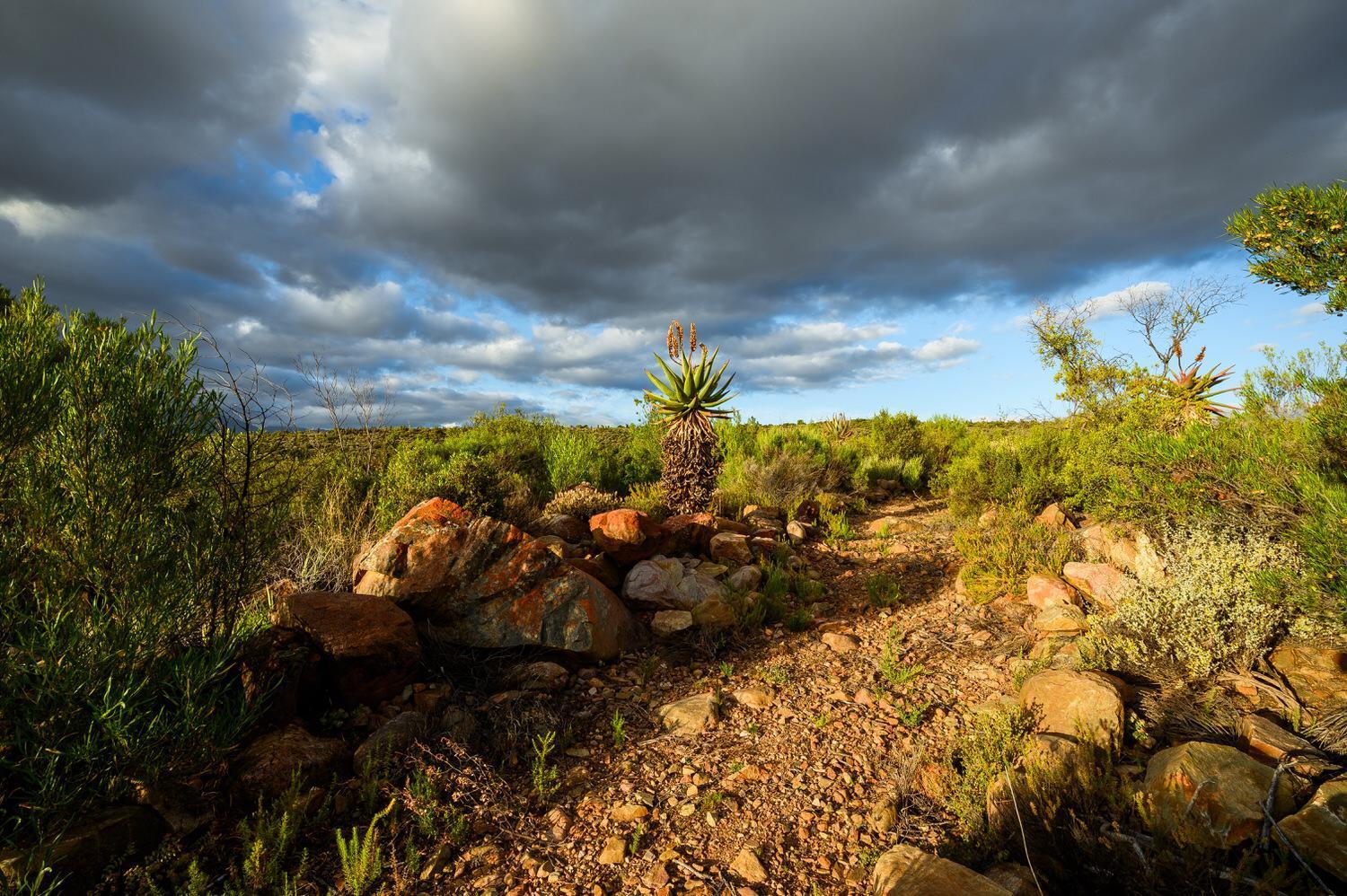 Le Petit Karoo Ranch Bed and Breakfast Oudtshoorn Eksteriør billede