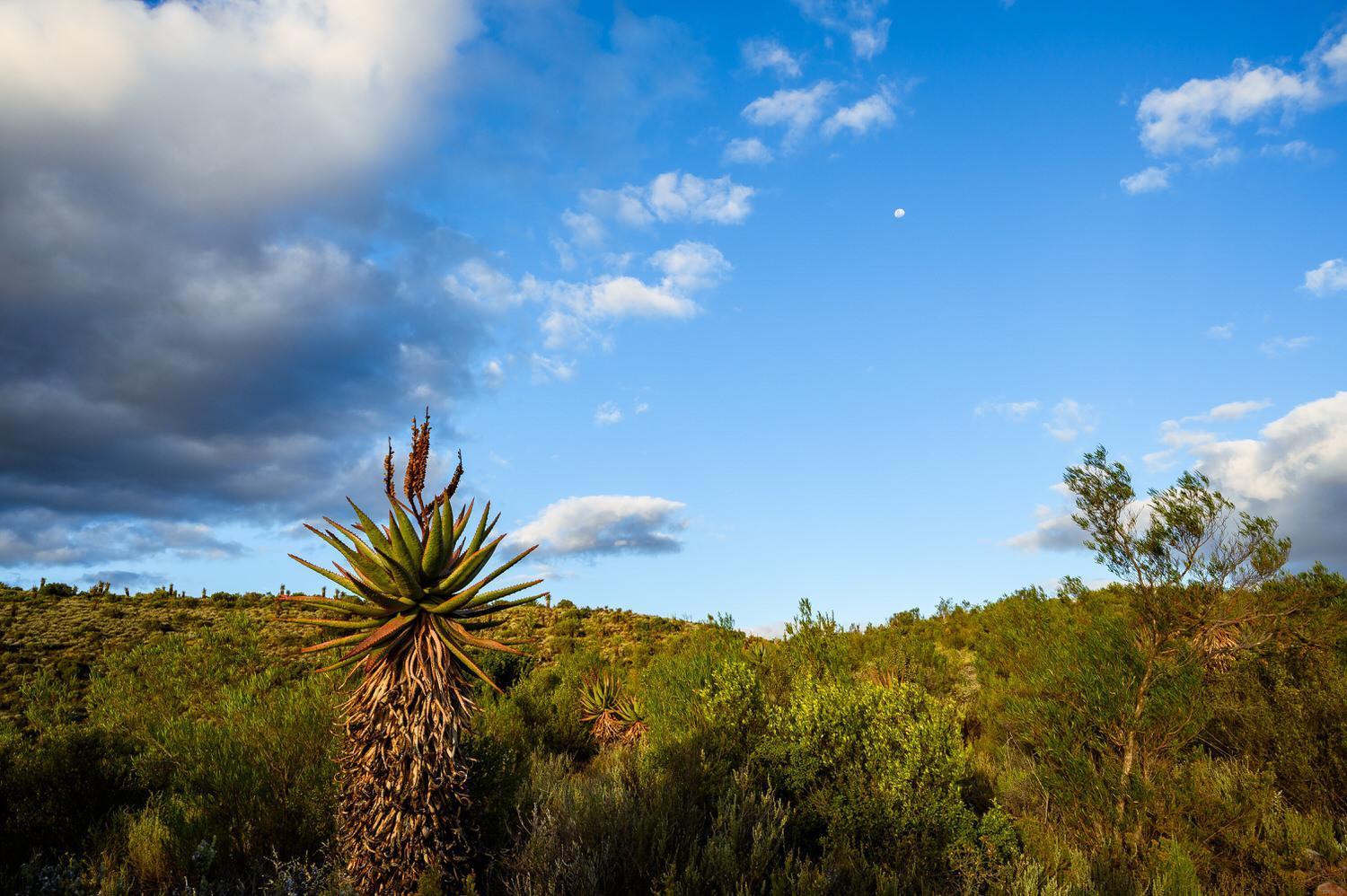 Le Petit Karoo Ranch Bed and Breakfast Oudtshoorn Eksteriør billede