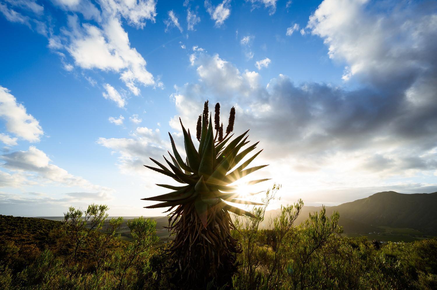 Le Petit Karoo Ranch Bed and Breakfast Oudtshoorn Eksteriør billede